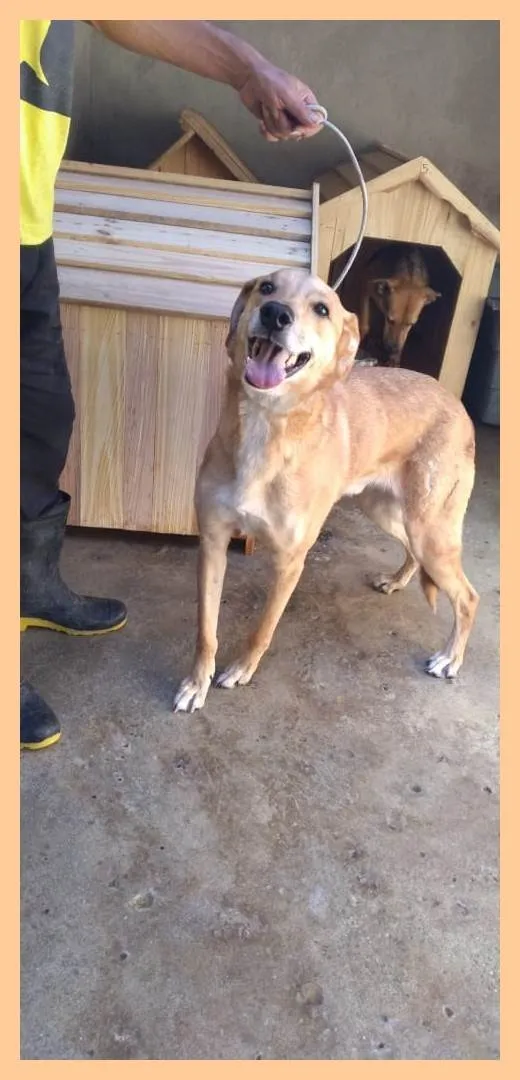 Cachorro ra a SRD-ViraLata idade 4 anos nome Jonhy