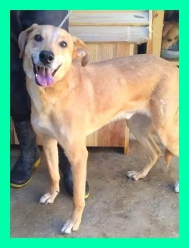 Cachorro ra a SRD-ViraLata idade 4 anos nome Jonhy