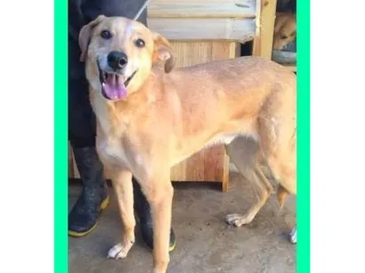 Cachorro raça SRD-ViraLata idade 4 anos nome Jonhy