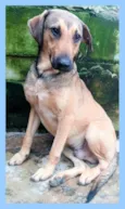 Janjão