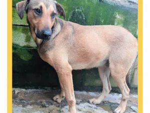Cachorro raça SRD-ViraLata idade 1 ano nome Janjão 