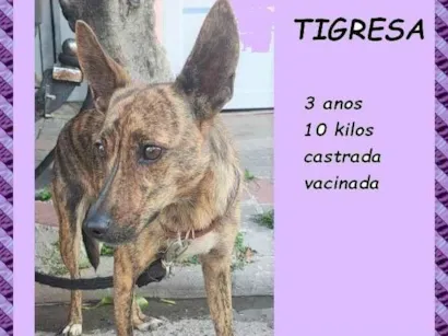 Cachorro raça SRD-ViraLata idade 3 anos nome Tigresa