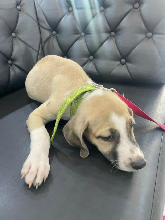 Cachorro raça SRD-ViraLata idade 2 a 6 meses nome Doro