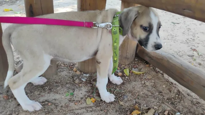Cachorro raça SRD-ViraLata idade 2 a 6 meses nome Doro