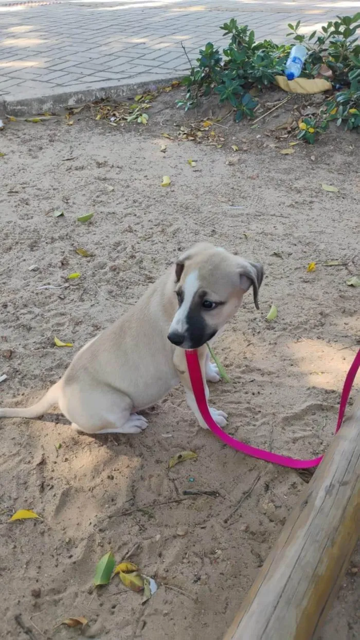 Cachorro raça SRD-ViraLata idade 2 a 6 meses nome Doro