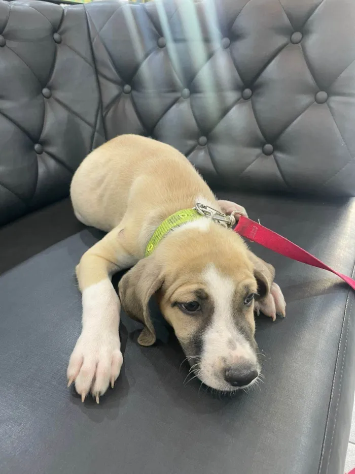 Cachorro raça SRD-ViraLata idade 2 a 6 meses nome Doro