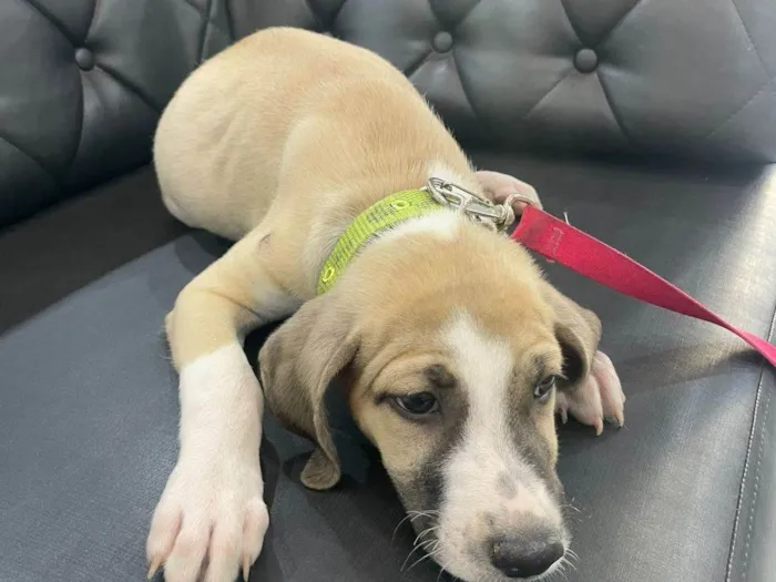 Cachorro raça SRD-ViraLata idade 2 a 6 meses nome Doro