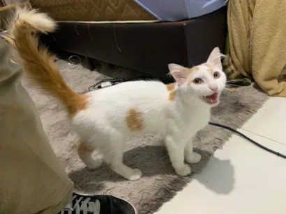 Gato raça SRD-ViraLata idade 2 a 6 meses nome nico 