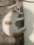 nico