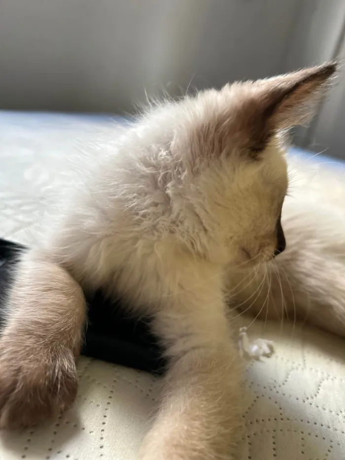 Gato ra a Persa idade Abaixo de 2 meses nome Cappuccino