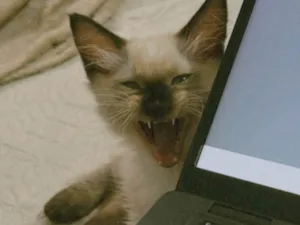 Gato raça Persa idade Abaixo de 2 meses nome Cappuccino