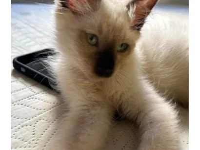 Gato raça Persa idade Abaixo de 2 meses nome Cappuccino