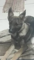 Toby