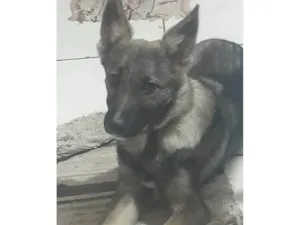 Cachorro raça Pastor Alemão idade 7 a 11 meses nome Toby 