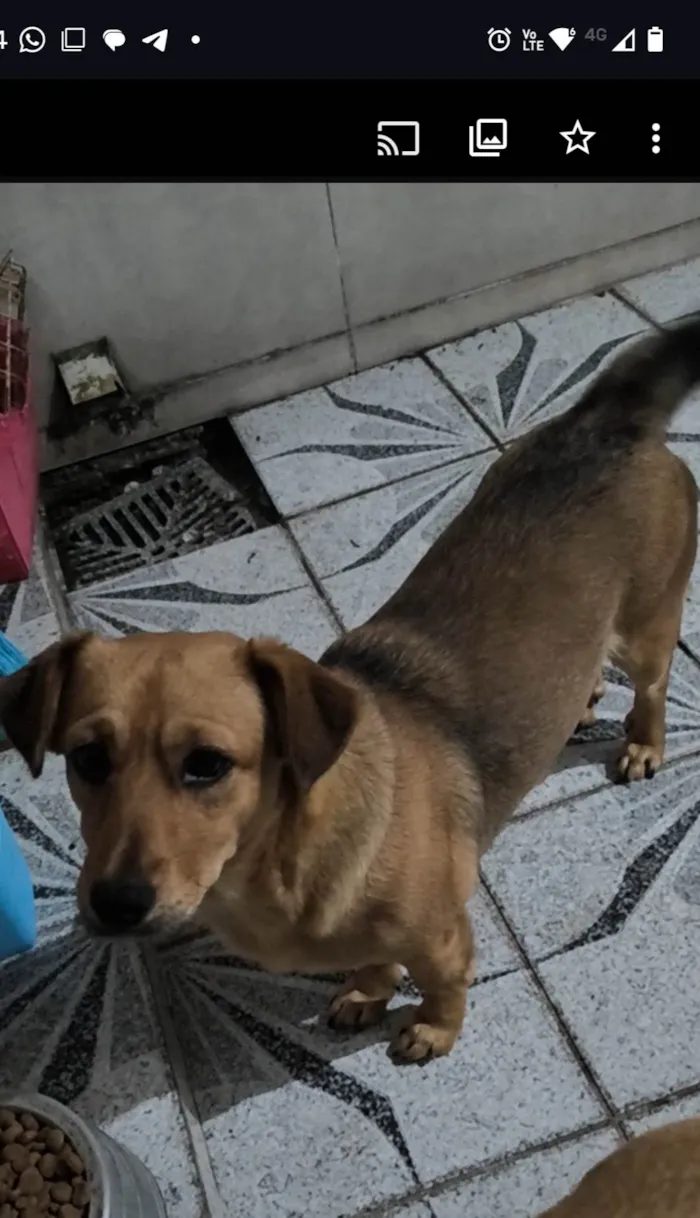 Cachorro ra a SRD-ViraLata idade 1 ano nome Mel
