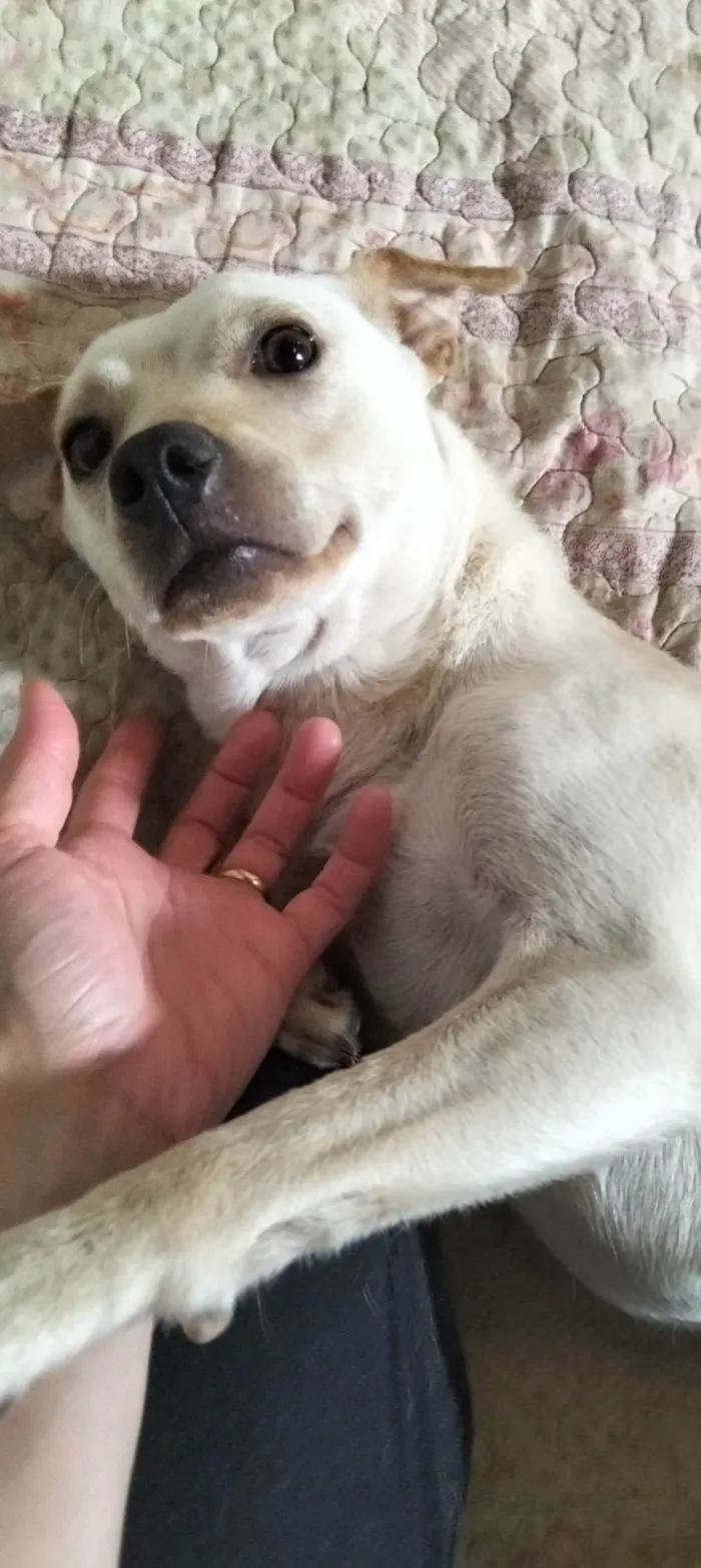 Cachorro ra a SRD-ViraLata idade 7 a 11 meses nome Sem nome (chamamos de branca por conta da cor)