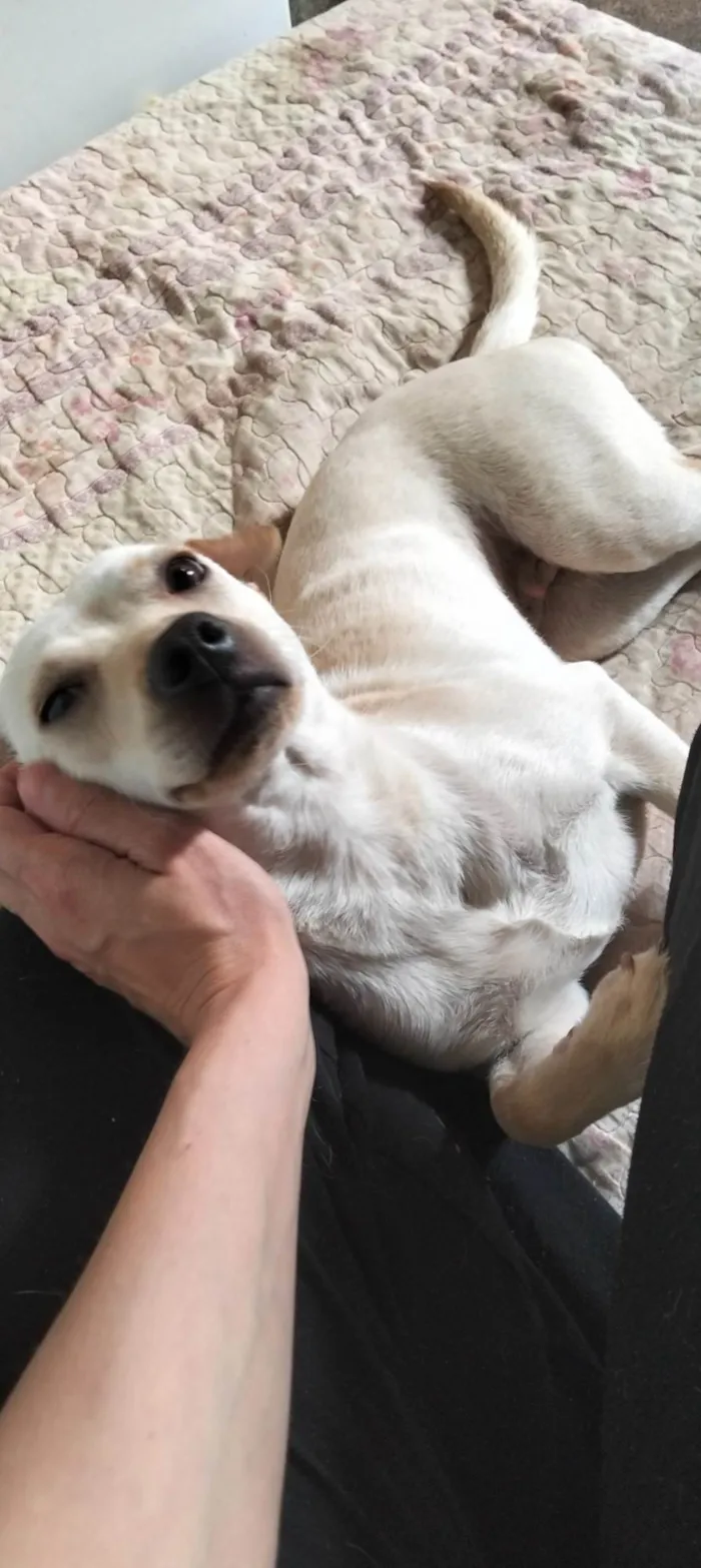 Cachorro ra a SRD-ViraLata idade 7 a 11 meses nome Sem nome (chamamos de branca por conta da cor)
