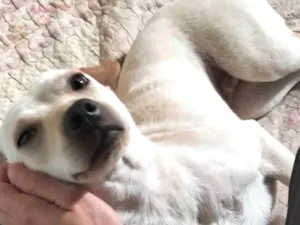 Cachorro raça SRD-ViraLata idade 7 a 11 meses nome Sem nome (chamamos de branca por conta da cor)