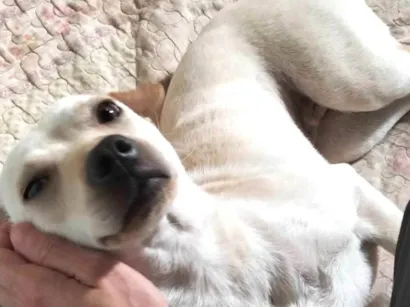 Cachorro raça SRD-ViraLata idade 7 a 11 meses nome Sem nome (chamamos de branca por conta da cor)