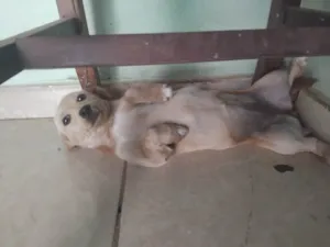 Cachorro raça SRD-ViraLata idade 2 a 6 meses nome Lili