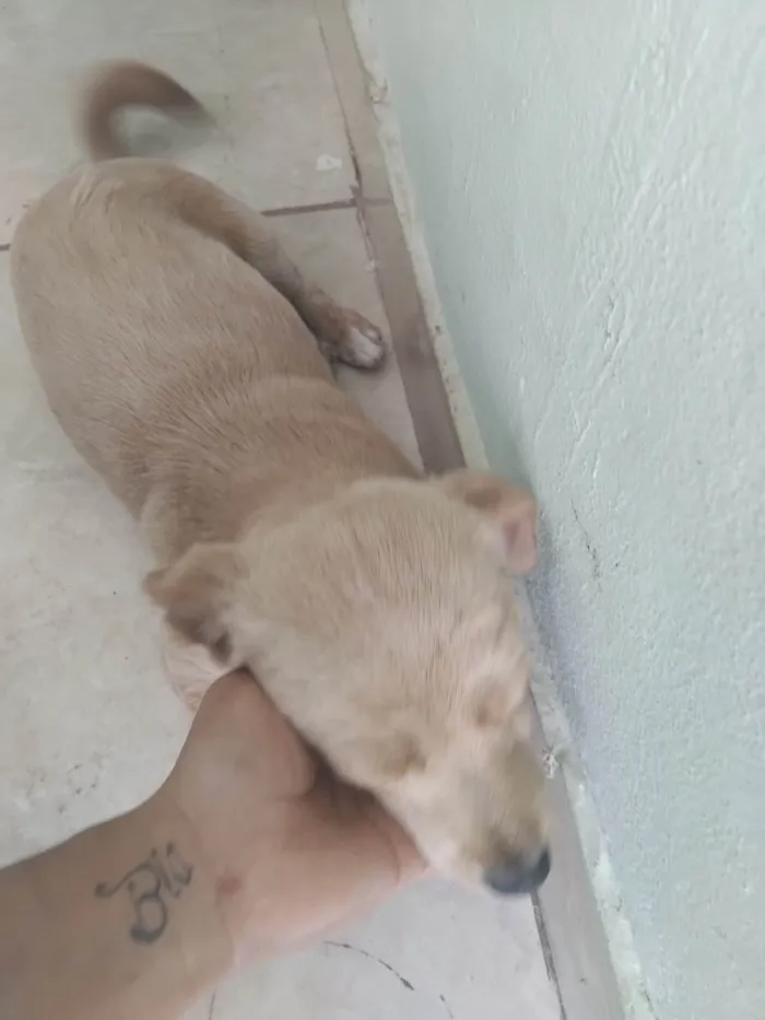 Cachorro ra a SRD-ViraLata idade 2 a 6 meses nome Lili