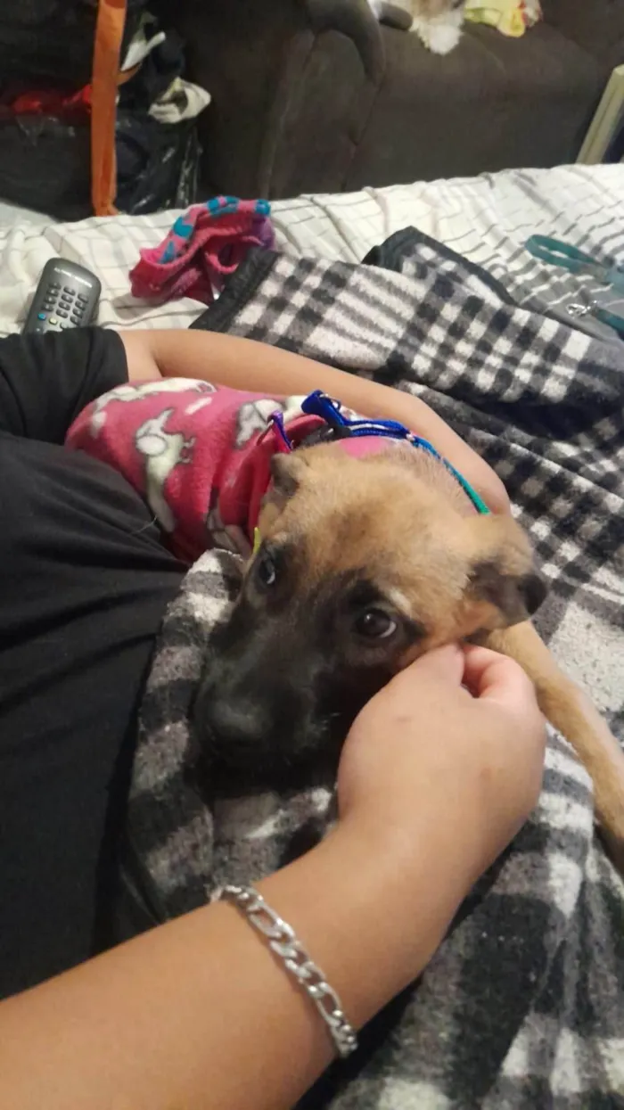 Cachorro ra a SRD-ViraLata idade 2 a 6 meses nome Nina