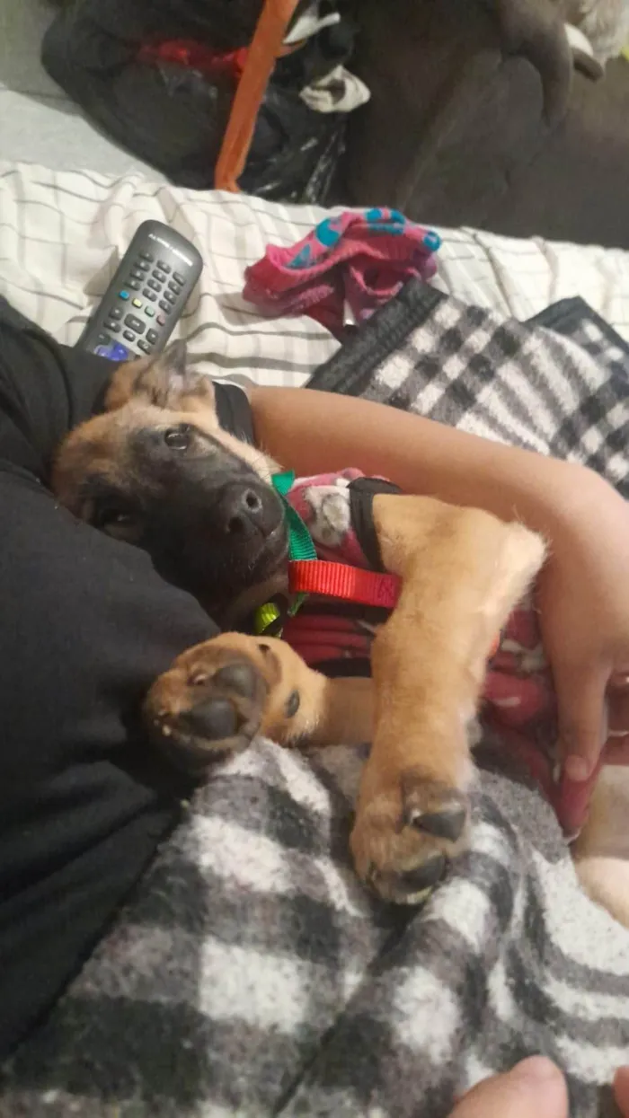 Cachorro ra a SRD-ViraLata idade 2 a 6 meses nome Nina