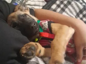 Cachorro raça SRD-ViraLata idade 2 a 6 meses nome Nina