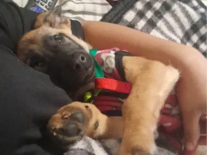 Cachorro raça SRD-ViraLata idade 2 a 6 meses nome Nina