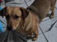 Mel