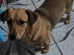 Cachorro raça SRD-ViraLata idade 1 ano nome Mel