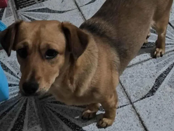 Cachorro ra a SRD-ViraLata idade 1 ano nome Mel