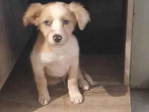 Cachorro raça SRD-ViraLata idade 2 a 6 meses nome Scotty
