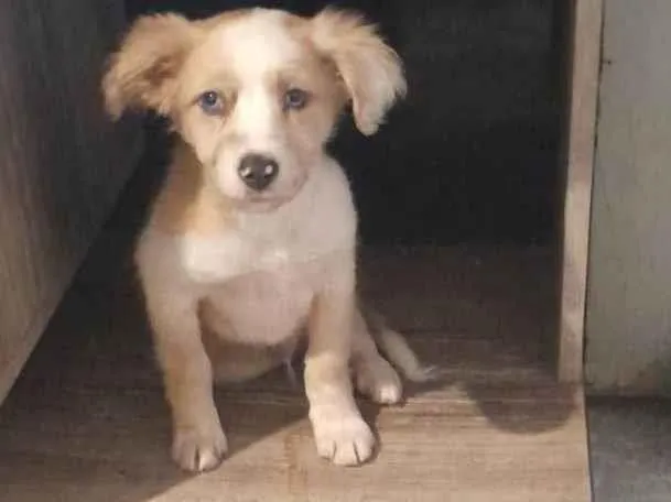 Cachorro ra a SRD-ViraLata idade 2 a 6 meses nome Scotty