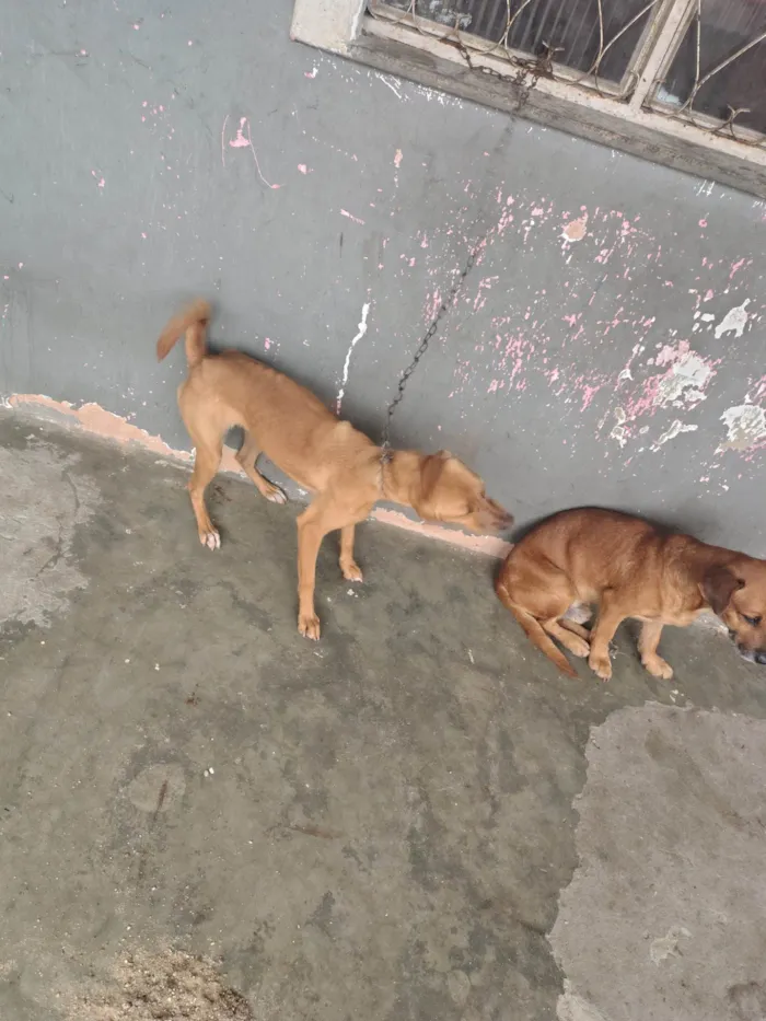 Cachorro ra a SRD-ViraLata idade 2 anos nome Sakuira e Antonella 