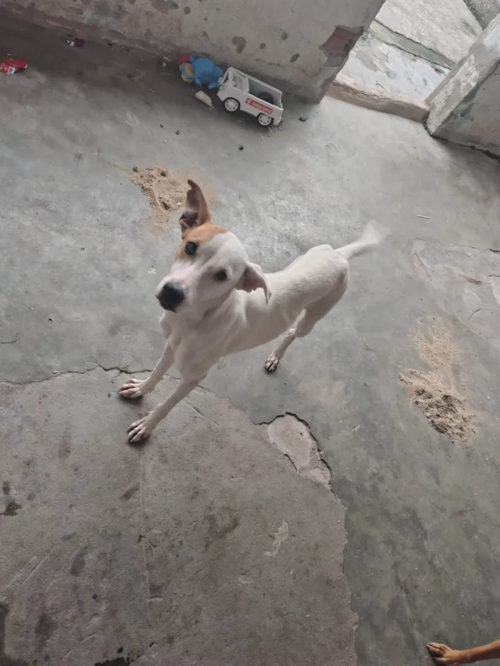 Cachorro ra a SRD-ViraLata idade 2 anos nome Sakuira e Antonella 