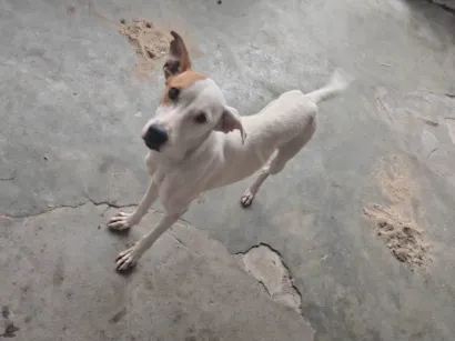 Cachorro raça SRD-ViraLata idade 2 anos nome Sakuira e Antonella 