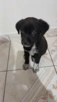 Rex