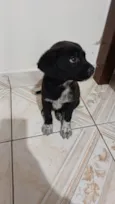 Rex