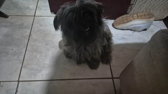 Cachorro ra a SRD-ViraLata idade 1 ano nome Kemy