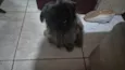 Kemy