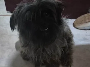 Cachorro raça SRD-ViraLata idade 1 ano nome Kemy