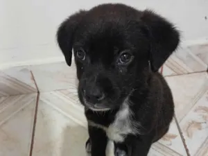 Cachorro raça SRD-ViraLata idade Abaixo de 2 meses nome Rex