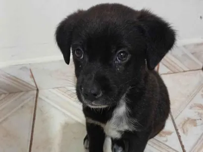 Cachorro raça SRD-ViraLata idade Abaixo de 2 meses nome Rex