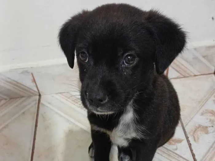 Cachorro ra a SRD-ViraLata idade Abaixo de 2 meses nome Rex