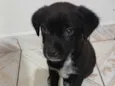 Rex