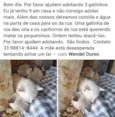 3 filhotes