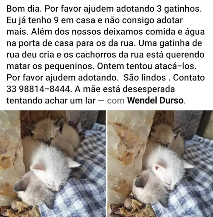 Gato ra a SRD-ViraLata idade 2 a 6 meses nome 3 filhotes