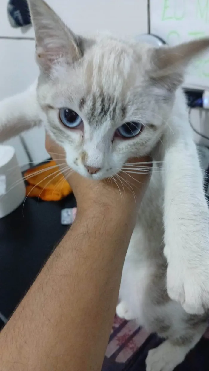 Gato ra a Siamês idade 2 a 6 meses nome Senua