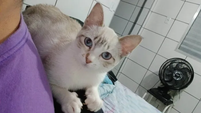 Gato ra a Siamês idade 2 a 6 meses nome Senua